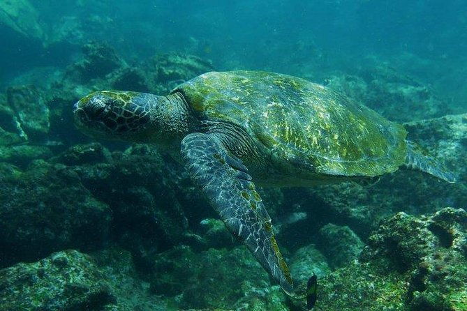 full-day-pinzon-island-finishing-in-la-fe-with-snorkeling-and-lunch-included