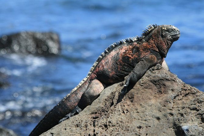 full-day-pinzon-island-snorkeling-and-fishing