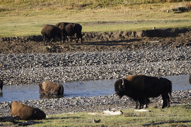 full-day-private-guided-tour-in-yellowstone-national-park