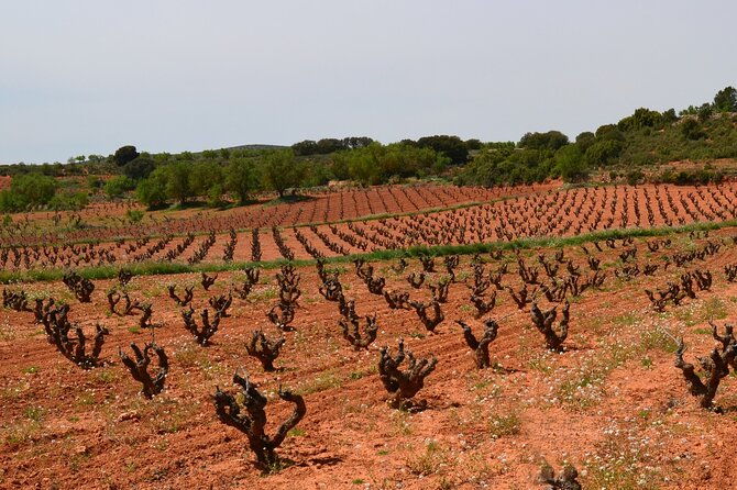 full-day-private-requena-wineries-premium-tastings
