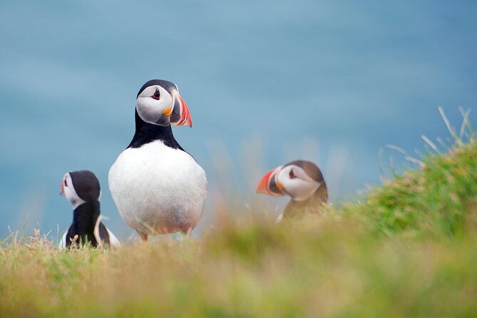 full-day-private-westman-island-tour-from-reykjavik