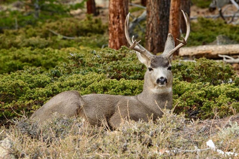 full-day-rmnp-over-the-top-tour-rmnphotographer