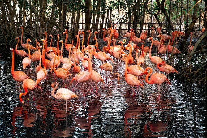 full-day-tour-aviary-with-beach-in-baru-with-lunch