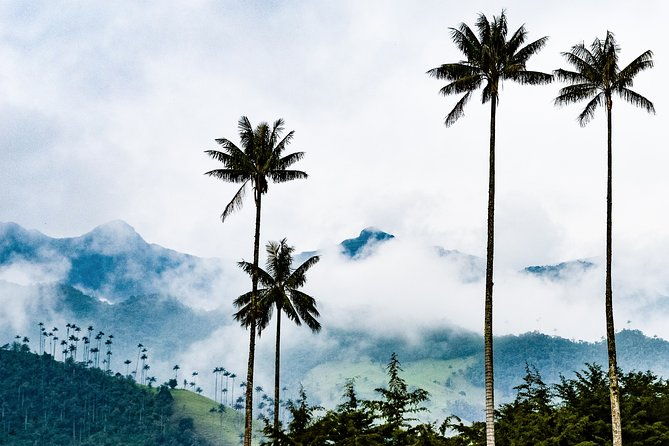 full-day-tour-of-cocora-valley-salento-and-filandia-coffee-town-from-armenia