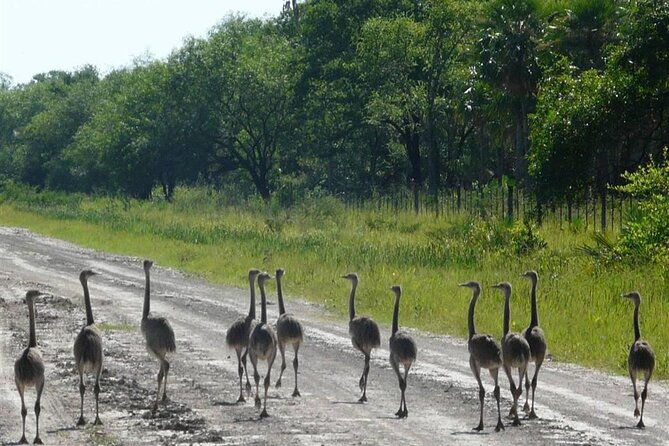 full-day-tour-to-chaco-from-asuncion