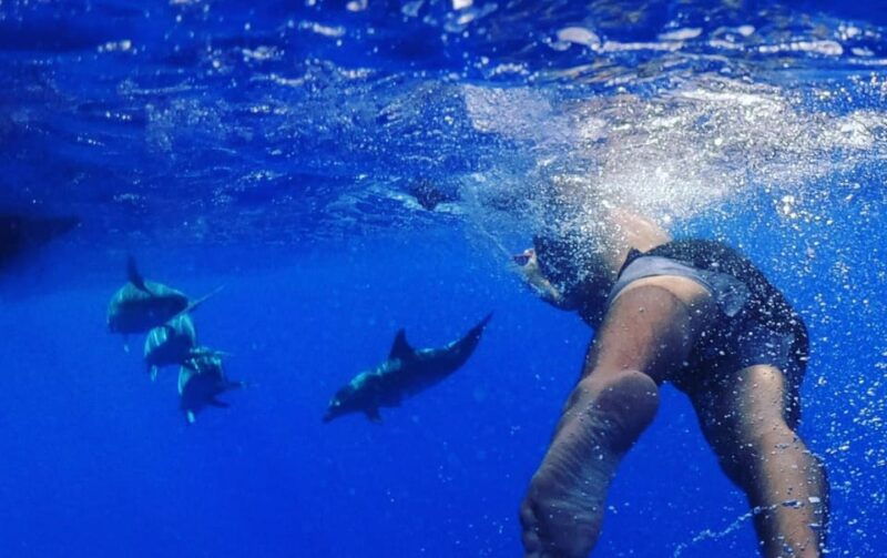 funchal-whale-watching-and-swimming-with-dolphins-cruise