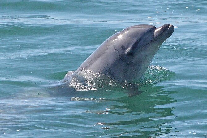 gandoca-manzanillo-hike-tour-with-dolphin-watching