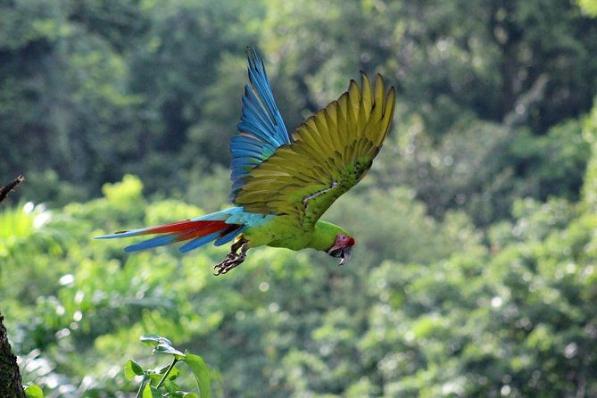 gandoca-manzanillo-trail-great-green-macaw-tour