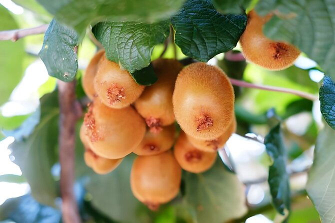gastronomical-amalfi-coast-hike-with-cooking-class