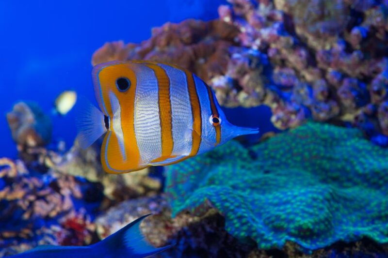 genoa-aquarium-christopher-columbus-house-entry-tickets
