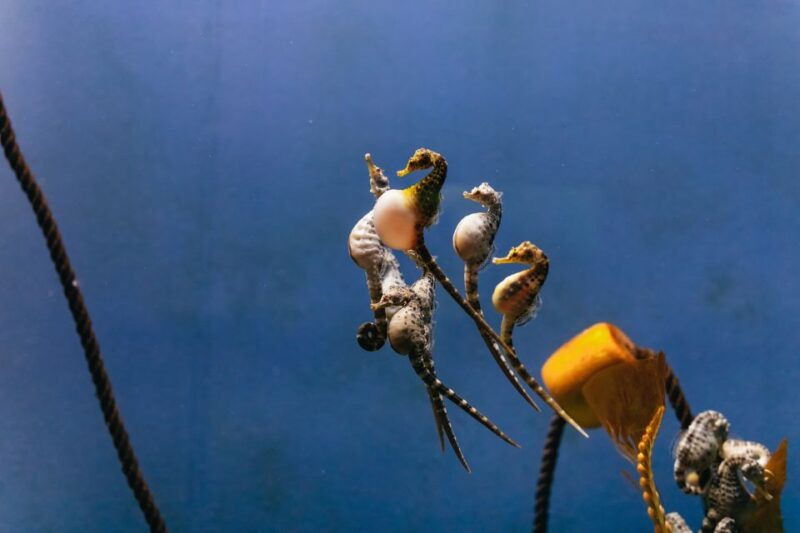 genoa-aquarium-of-genoa-entry-ticket