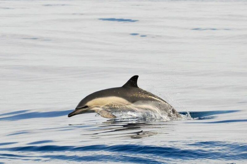 gibraltar-dolphins-watching-day-trip-from-seville