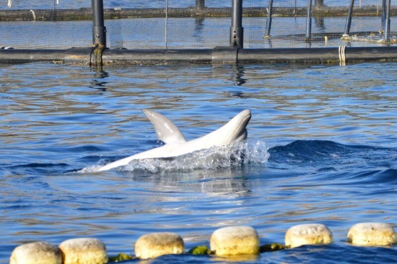 golfo-aranci-eco-friendly-dolphin-watching-boat-trip