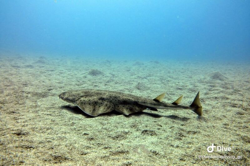 gran-canaria-try-scuba-diving-for-beginners