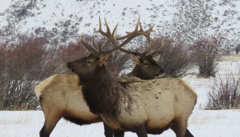 grand-teton-national-park-wildlife-tour-and-sleigh-ride