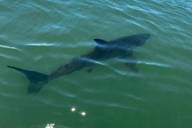 great-white-sharks-topside-in-monterey-bay
