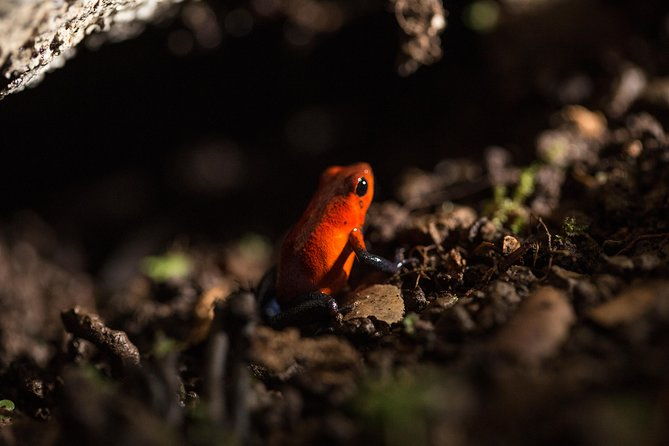 guided-night-hike-arenal-mundo-aventura