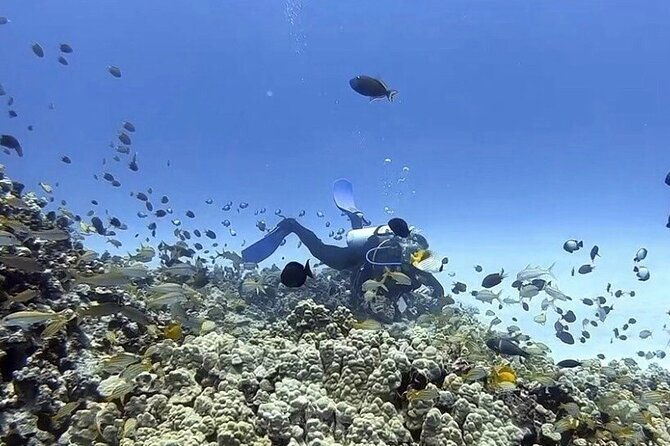 guided-shore-dive
