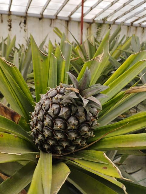 half-day-fire-lake-pineapple-tea-by-suv