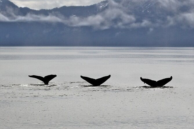 half-day-resurrection-bay-wildlife-tour-from-seward