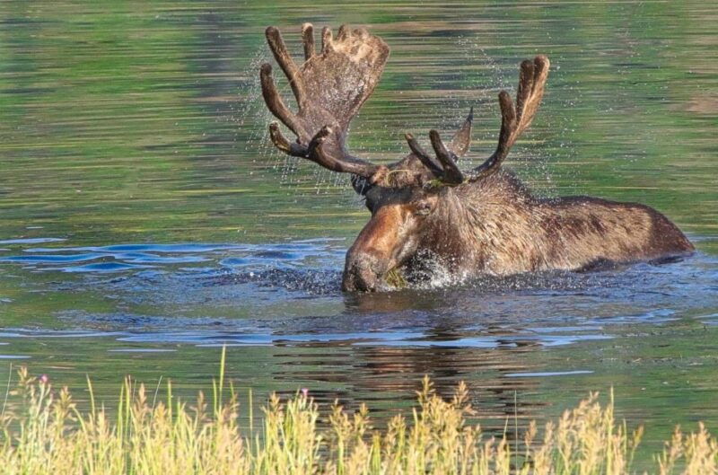 half-day-rmnp-lakes-and-meadows-tour-rmnphotographer