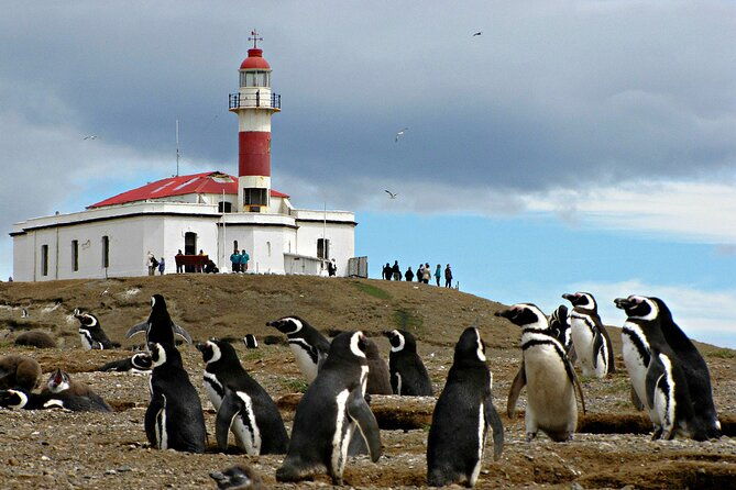 half-day-sailing-magdlena-island-penguin-colony-p-arenas-october-to-march-only