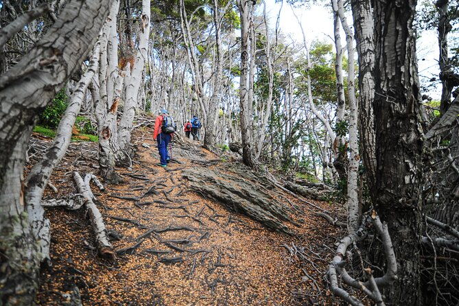half-day-small-group-tierra-del-fuego-national-park-tour