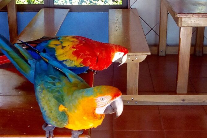 half-day-wildlife-hiking-tour-of-cahuita-national-park