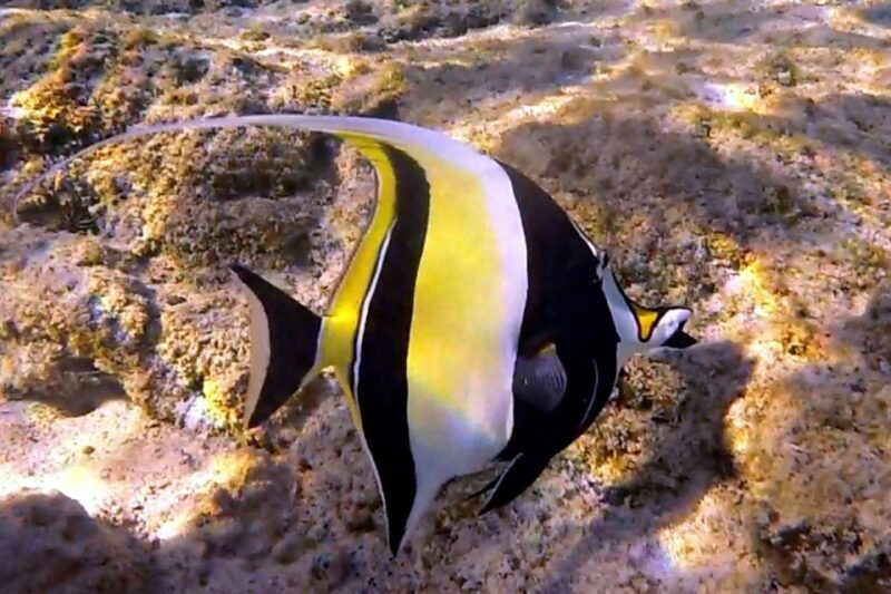 hawaii-puuhonua-o-honaunau-kealakekua-bay-snorkel-tour