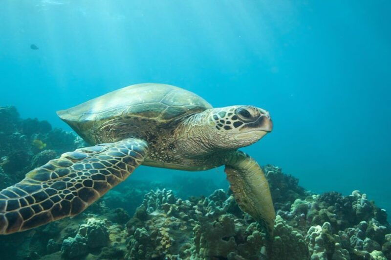 hilo-sea-turtle-lagoon-and-black-sand-beach-snorkel