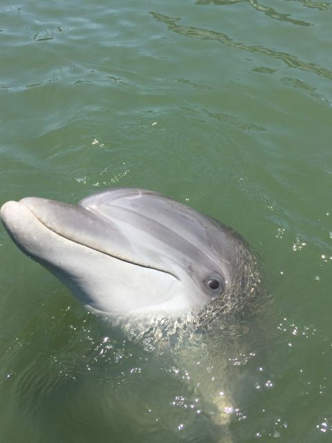 hilton-head-island-2-hour-guided-creek-cat-tour