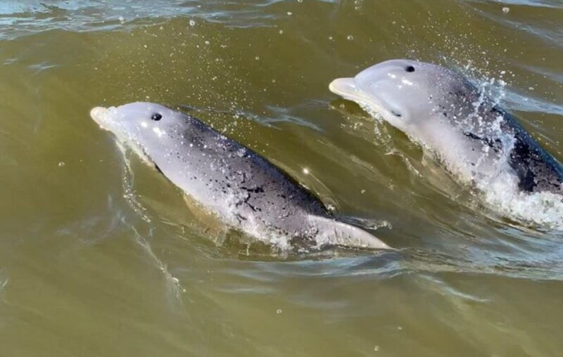 hilton-head-island-private-dolphin-and-nature-tour
