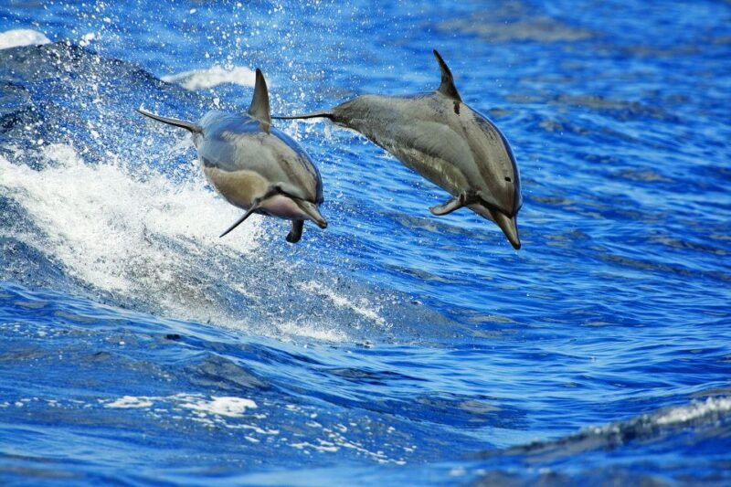 honokohau-kona-whale-watching-catamaran-cruise