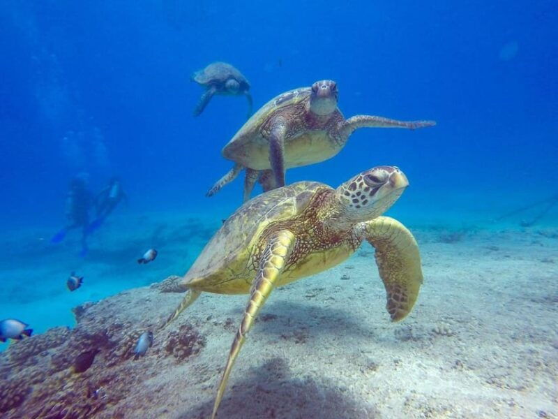 honolulu-scuba-diving-for-certified-divers