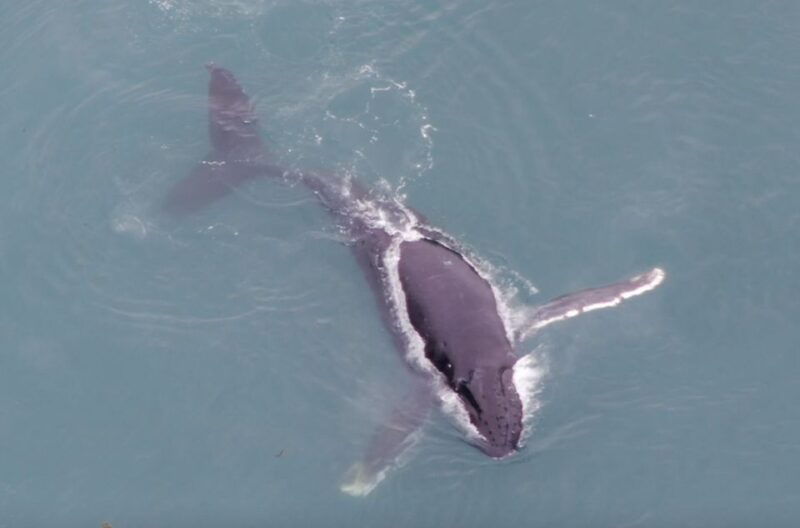 hoonah-icy-strait-whale-watch-with-drone-filmography