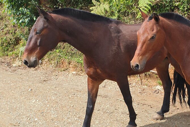 horseback-riding-in-medellin-mountains