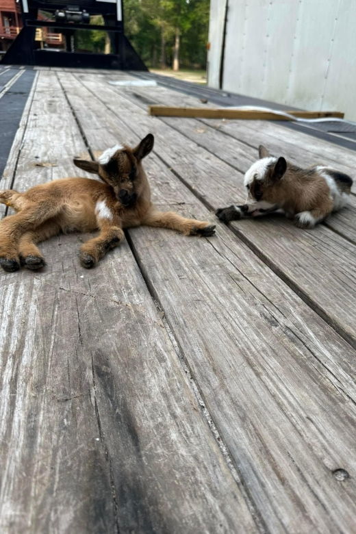 houston-adorable-mini-goats-experience-e