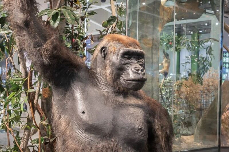 houston-museum-of-natural-science-general-admission-ticket