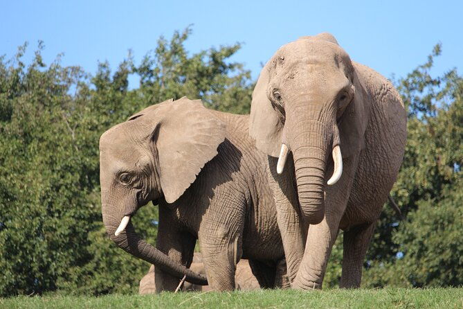 howletts-day-ticket