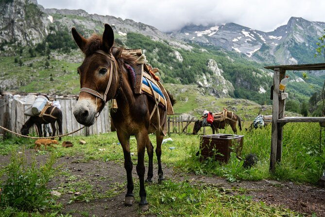 immersive-2-day-tour-homestay-with-shepherds-in-the-albanian-alps