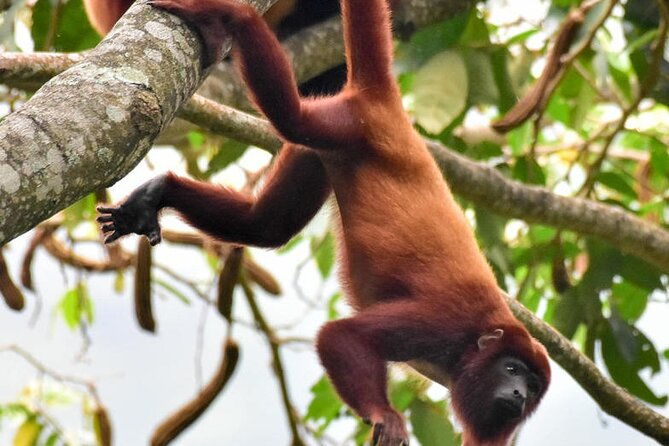 into-the-wild-a-volunteer-experience-with-monkey-reintroduction