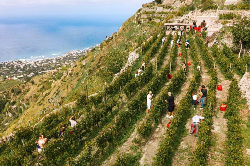 ischia-vineyard-tour-wine-tasting-experience-w-transfers