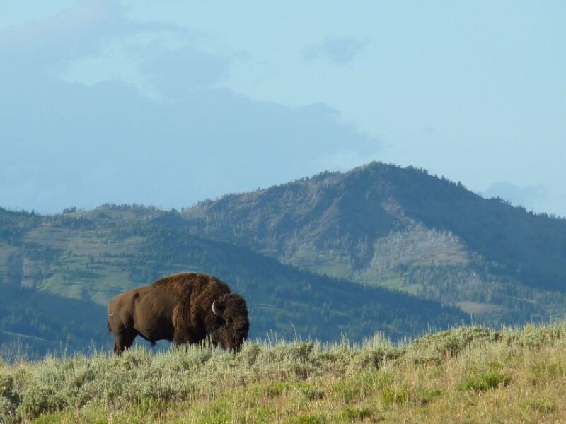 jackson-2-day-yellowstone-national-park-tour-with-lunches