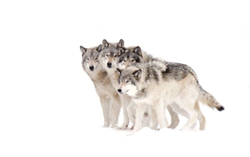 jackson-4-day-grand-teton-yellowstone-winter-tour