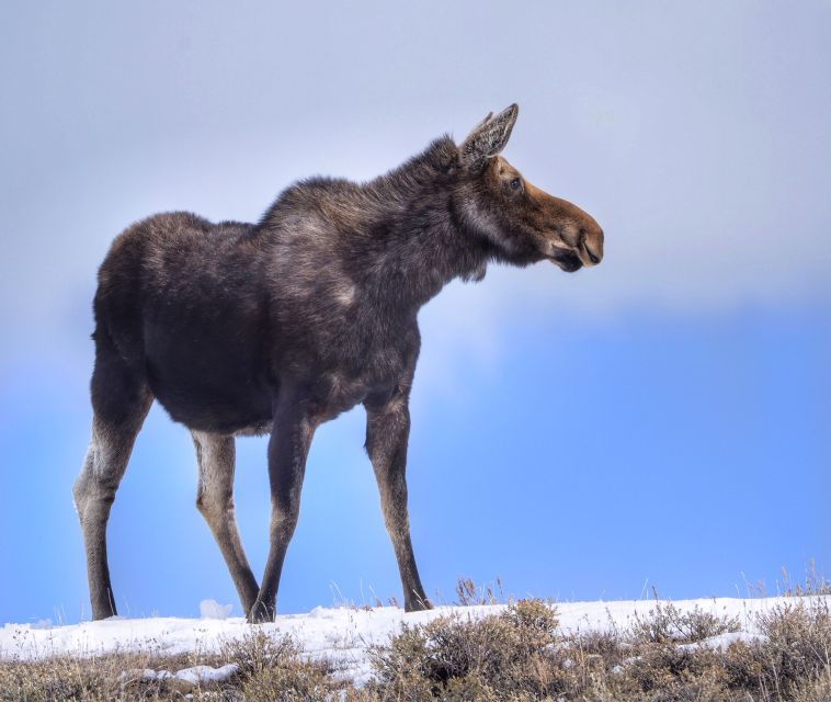 jackson-grand-teton-bighorn-sheep-and-petroglyphs-tour