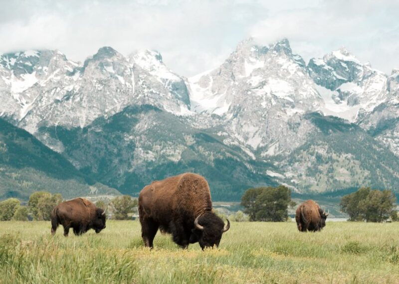 jackson-grand-teton-national-park-guided-wildlife-tour