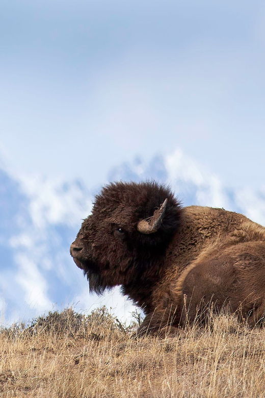 jackson-grand-teton-sunrise-safari-with-naturalist-guide