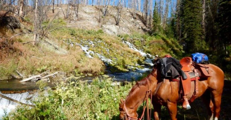 jackson-hole-dinner-cookout-bridger-teton-horseback-ride