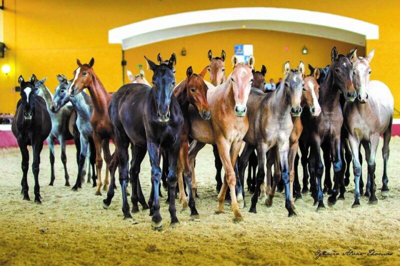 jerez-carthusian-horses-tour-at-the-yeguada-de-la-cartuja