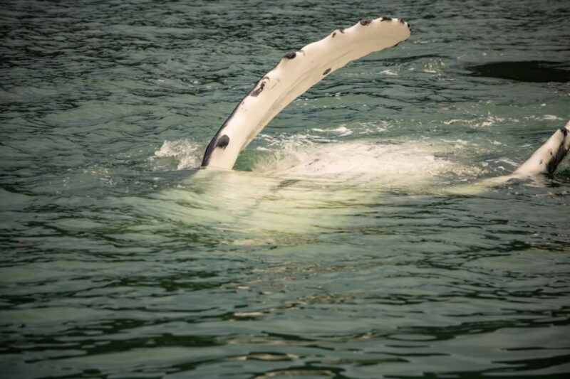 juneau-mendenhall-glacier-waterfall-whale-watching-tour